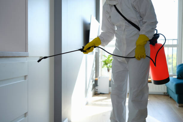 Best Black Mold Remediation in Tullahoma, TN