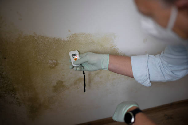 Best Black Mold Remediation in Tullahoma, TN