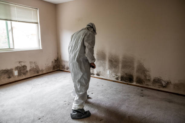 Best Basement Mold Remediation in Tullahoma, TN
