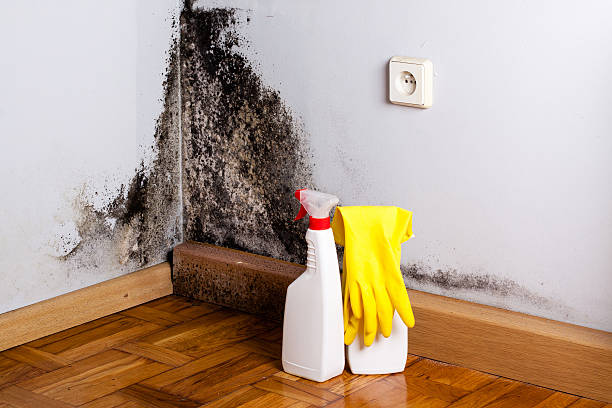 Best HVAC Mold Remediation in Tullahoma, TN