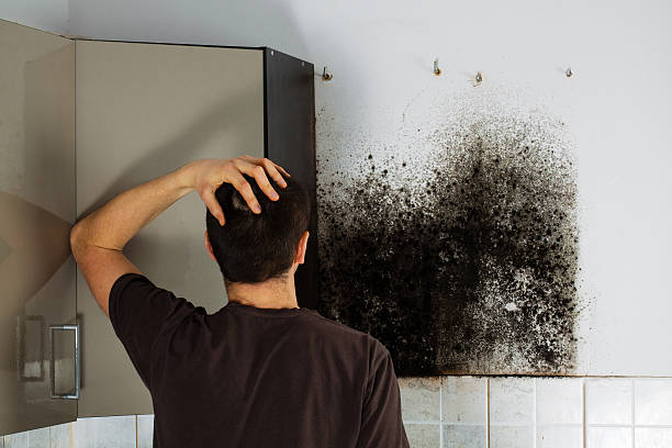 Best Mold Testing and Inspection Services in Tullahoma, TN