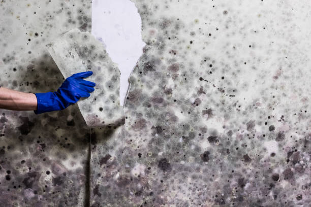 Trusted Tullahoma, TN Mold Remediation Experts